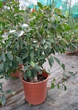 Pianta Di Ficus Ginseng In Vaso 24