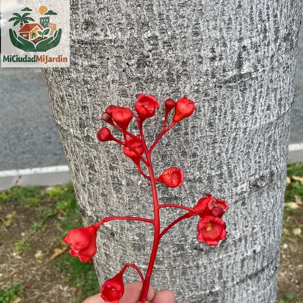 Brachychiton acerifolius 5 semillas frescas árbol llama flame tree raras exótica
