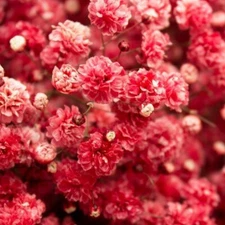 Crimson Red Carmine Baby's Breath Seeds | Non-GMO | Free Shipping | 1270