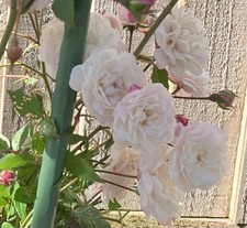 Ivory White Baby Rose 25-40 cm tall, Well rooted,perennial, Flowering Stage