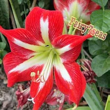 1 Bulb - Amaryllis Stalk Plug live Plant - Red Barbados Lily Amaryllidaceae
