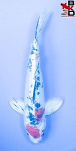 11" DOITSU YAMATO NISHIKI Live Koi Fish Garden Pond BKD 5/30