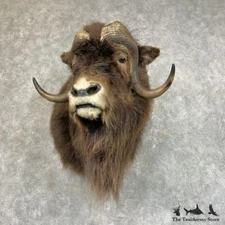#25714 P | Greenland Muskox Shoulder Taxidermy Mount For Sale
