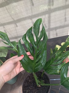 Monstera Pinnatipartita Raro Aroid Enorme Libre Envio Urgente Ebay