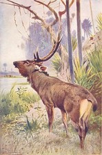 DEER. Sambur(Cervus unicolor) 1907 old antique vintage print picture
