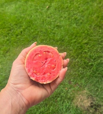 Guava Tree   1  Feet   Round Fruit   Delicious & Healthy / Priority shipping
