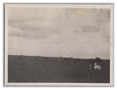 St. Peter-Ording / North Frisia - cow pasture - old photo 1920s