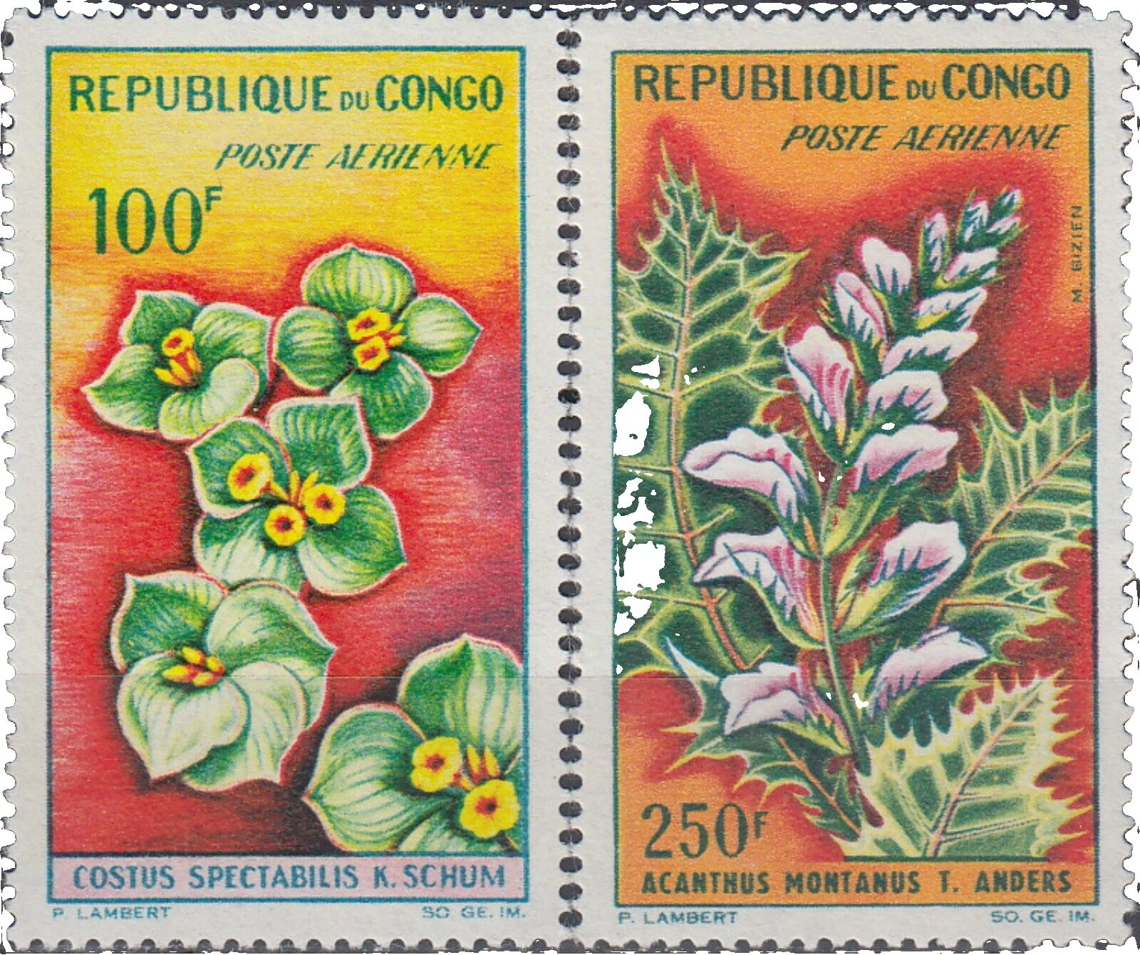 Flores Sellos congoleña