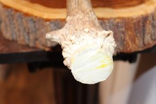 Beautiful Elk Spike cut off brown antler