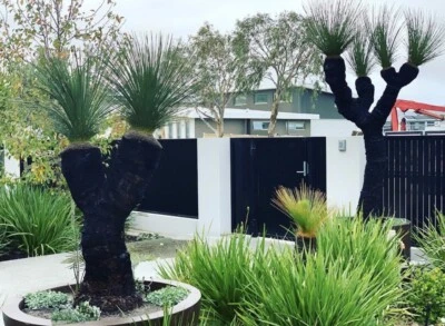 Feature grass trees (Xanthorrhoea Preissii)
