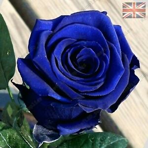 Rare Blue Rose Flower Seeds Garden Plants Uk Seller 10x Viable Seeds Ebay