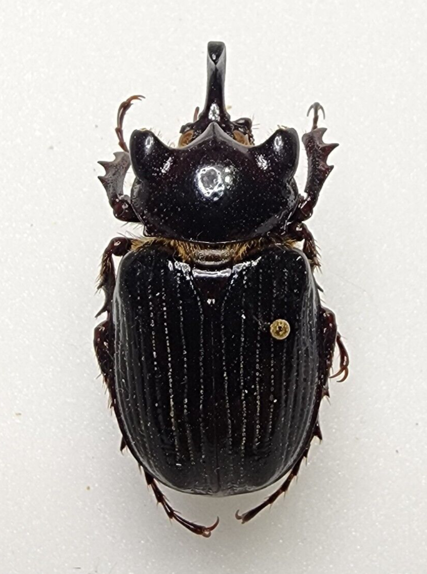 標本 Guatemala Pantodinus klugi 42mm s-l1200.png