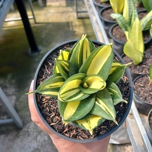 Sansevieria Hahnii | eBay