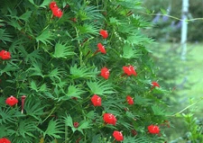 24 SEEDS - Cardinal Climber Vine HUMMINGBIRDS Red flower GroCo BUY 15=SHIPS FREE