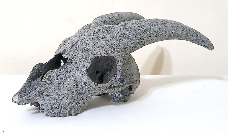 Goat Skull w Horns Gray Patina Finish Gothic Decor Oddities Display