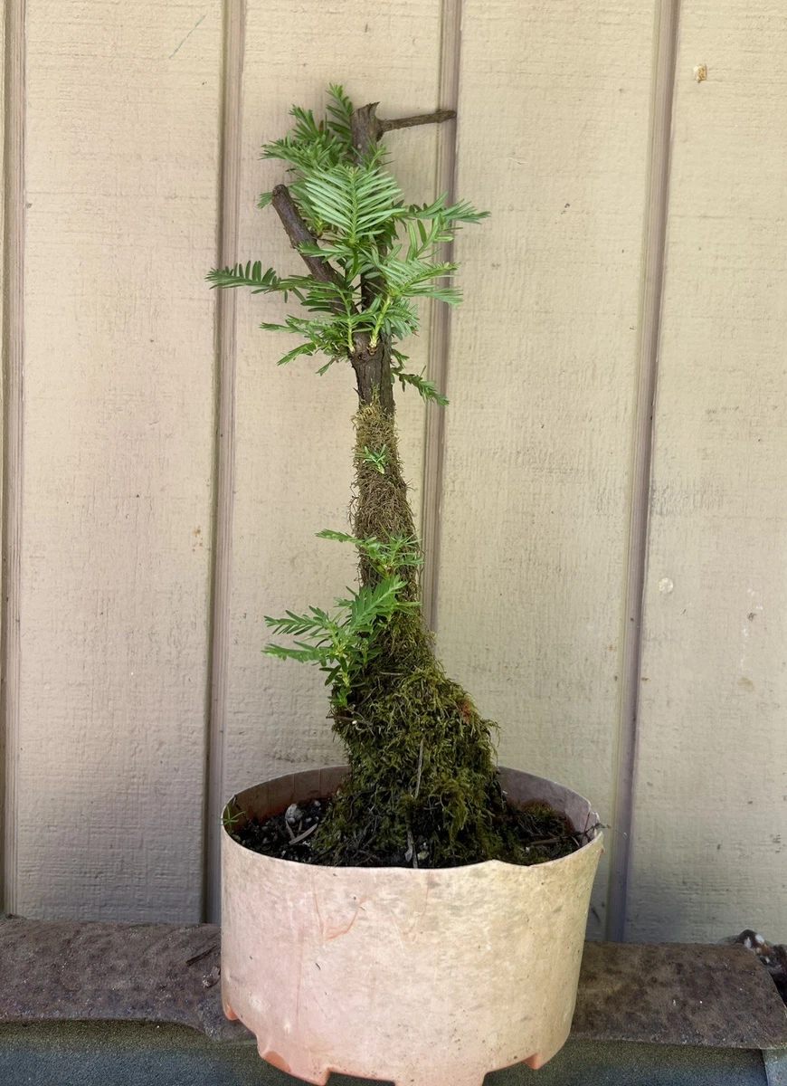 szechuan bonsai Sweet Plum Styled Import (Sageretta Theezan)