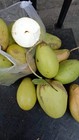 Mangifera caesia – White Mango, Binjai, or Wani — photo 4