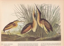 Audubon 1942 Vintage Birds #210 "Least Bittern" Full Color Art Plate Lithograph