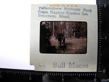 ORANGE BORDER KODA Duplic 35mm Slide HAYNES STUDIOS Bozeman Yellowstone MOOSE
