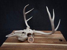 Life Size Deer Skull Replica Kit &ndash; Realistic 3D Printed Deer Skull Bone Display