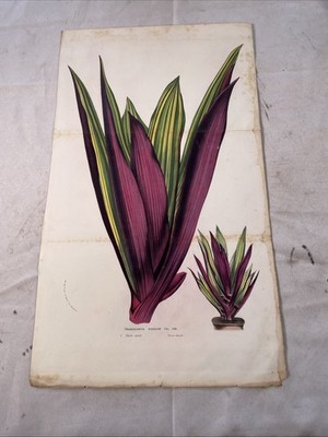 Van Houtte Flore de Serres Large Print Tradescantia fr. South America - 1850