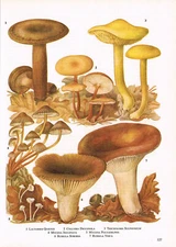 Oak Wood Fungi Lactarius Collybia Mycena Plant Print 1972 Picture TOBOFP#127