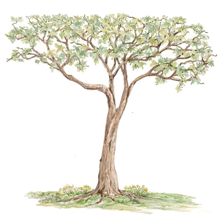 Calcomanía de pared Glenna Jean Tree #90561 tamaño ajustable 7,5' x 7,5' Foto 2 de 4