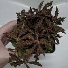 Picture 12 of 15