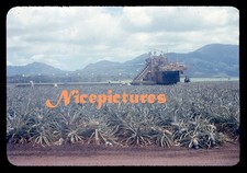 Oahu Pineapple Harvesting Machine in Field circa 1960 Hawaii original slide