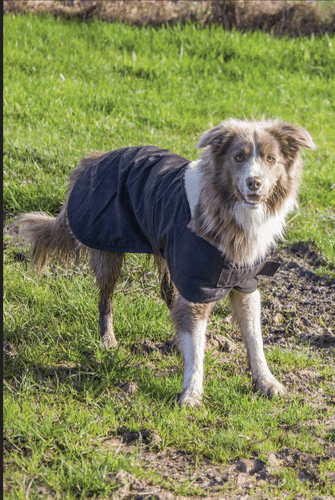 Nuevo abrigo Burke & Wills 12 oz piel aceitosa perro impermeable invierno blanco forrado de piel de sherpa - Imagen 3 de 18