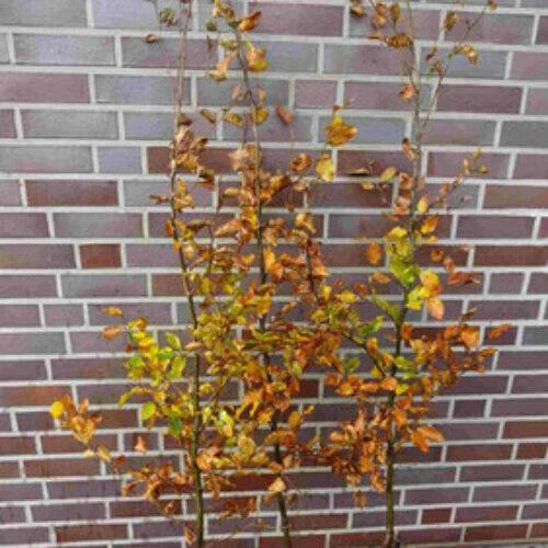 50 Hainbuchen 80-120cm Heckenpflanzen Hainbuche Wurzelware Carpinus betulus - Bild 4 von 4
