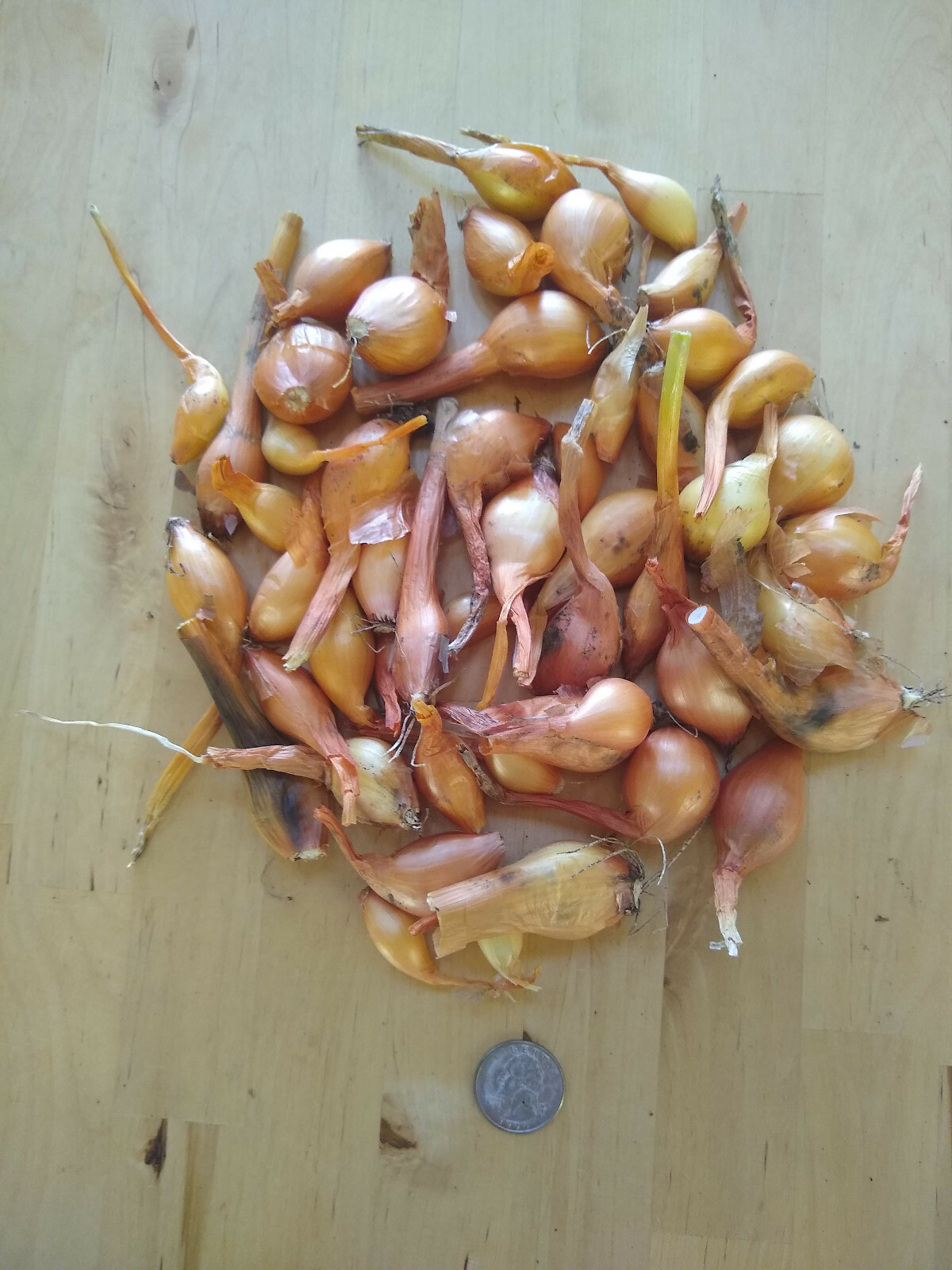 Yellow Potato Onion seeds Heirloom Organic Multiplier Onions eBay