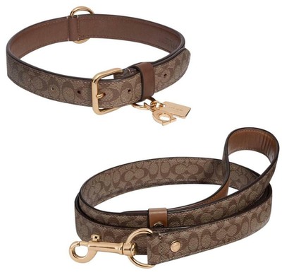 coach dog collar large