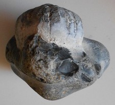 Seltener Seeigel in Flintgestein Rügen Kreide Bilder (2177) Top- Angebote !