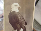 8th Wisconsin Inf. Civil War mascot eagle "Old Abe" at 1876 Centennial cdv photo