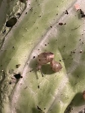 5 Cornu Aspersum Live Baby Snail Garden Land Snail With Free Housing Container