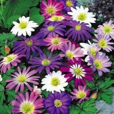 30 x Daisy ANEMONE Blanda Mixed PERENNIAL Garden Plant Bulbs