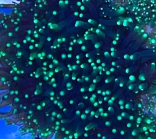 Emerald Galaxea Aquaculture Saltwater SPS Coral. Grown in USA at coralSLover