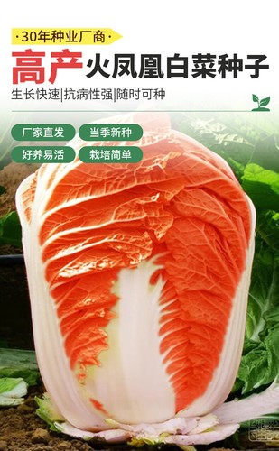 红心大白菜种子夏播耐热胶州白菜包心菜饺子菜种子蔬菜种子 Red heart Chinese cabbage seeds - Picture 7 of 16