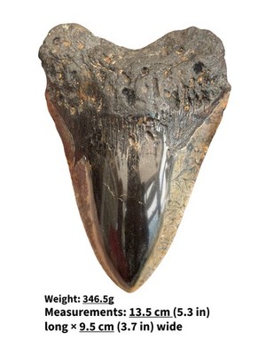 Authentischer Megalodon Haizahn Fossil - poliert - echter versteinerter Haizahn