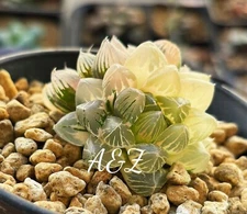 Rare Succulent: Haworthia Obtusa Verigated two heads