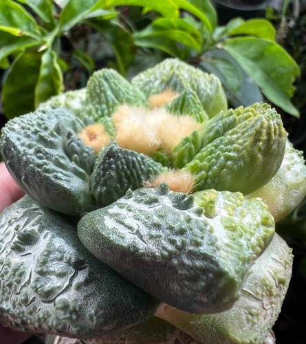 7.2cm liveSucculent plant Ariocarpus Fis Hybird 'Godzilla' WYSIWYG G ratfed - Picture 6 of 9