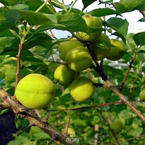 Ural apricot fresh 5 PCS / 50 PCS seeds. Frost-resistant apricot - Foto 3 di 7