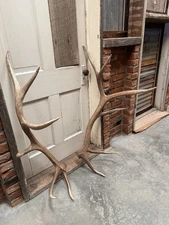 6x6 Set Of Elk Antlers ~ Elk Sheds ~ Cabin Decor 