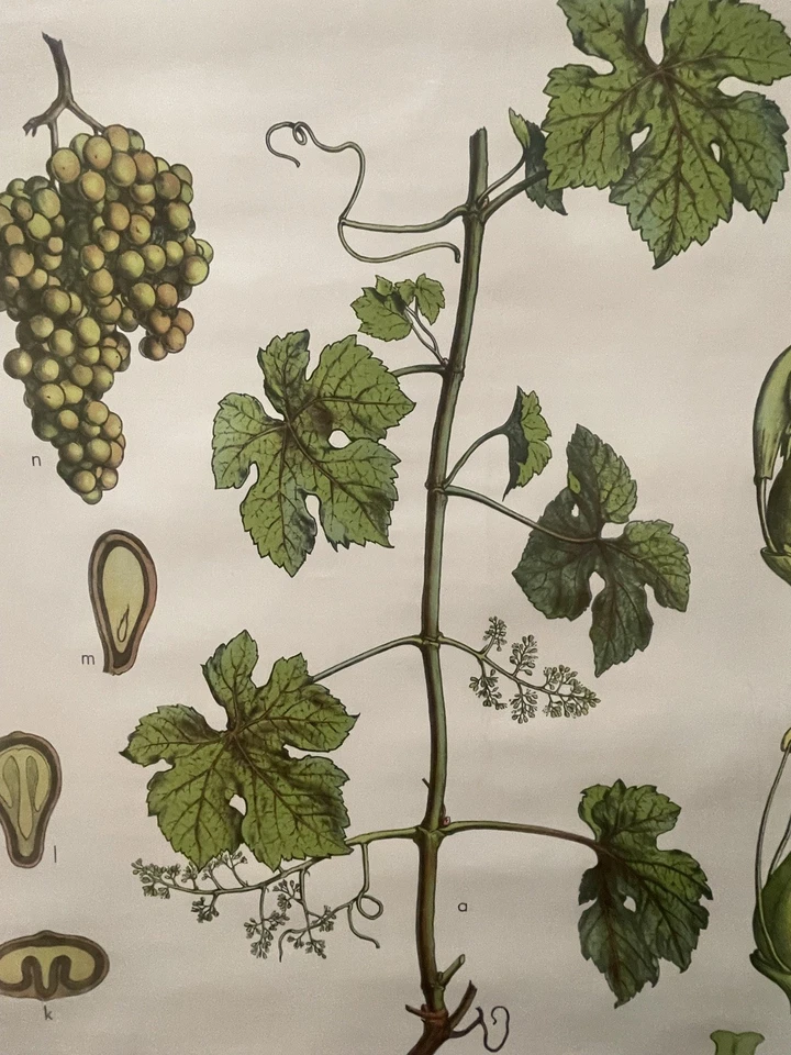 Tabla de la escuela botánica de vid de uva de la década de 1950 néctar alemán J. F. Schreiber Esslingen Foto 2 de 4