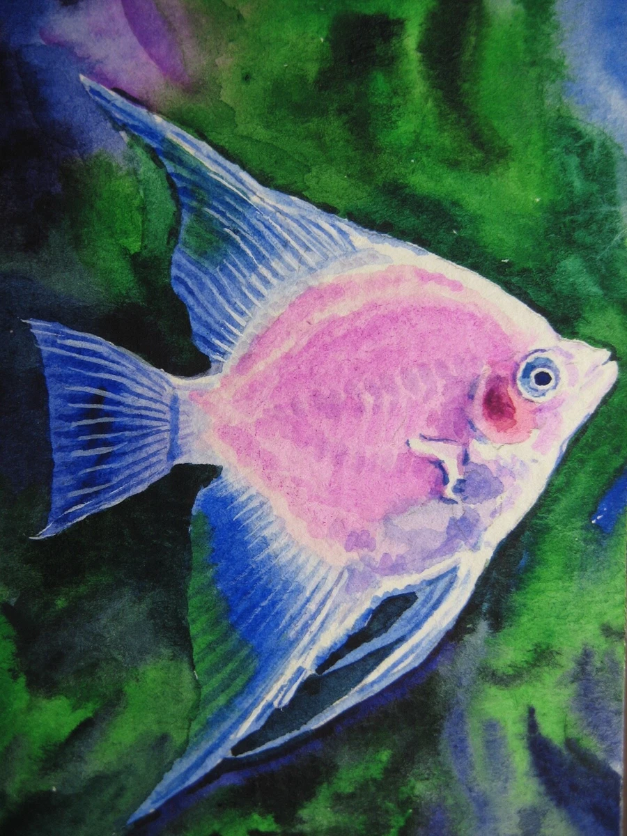 Exotic aquarium best sale fish