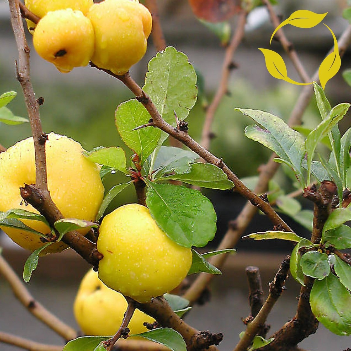 JAPANESE QUINCE Chaenomeles Japonica 8,15,20 SEEDS | eBay