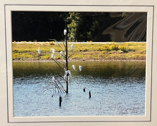 Matted photograph signed 11 x 14 inch white birds Texas lake - Picture 2 of 2