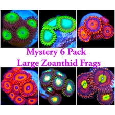 Mystery 6 Pack! LARGE ZOAS Beginner Live Coral Frag Pack Corals of Eden SPS LPS