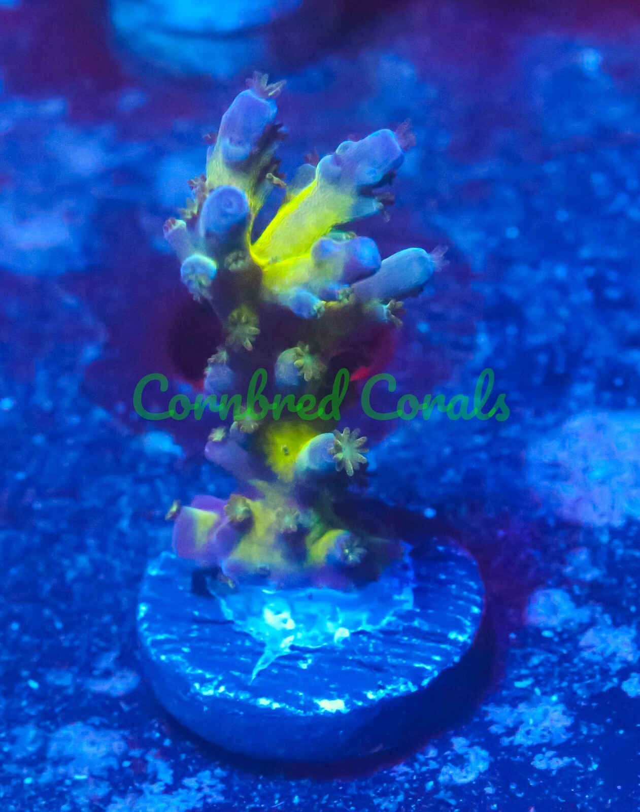 Cornbred's Purple Acro Frag LIVE CORAL eBay